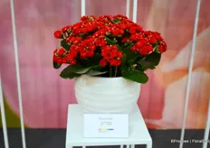 And another new one from Slijkermankalanchoe's Diamond series with a small fine leaf. "And with a good intense shelf life. Red is often tricky but this one retains its deep red colour and can be grown without inhibitors."